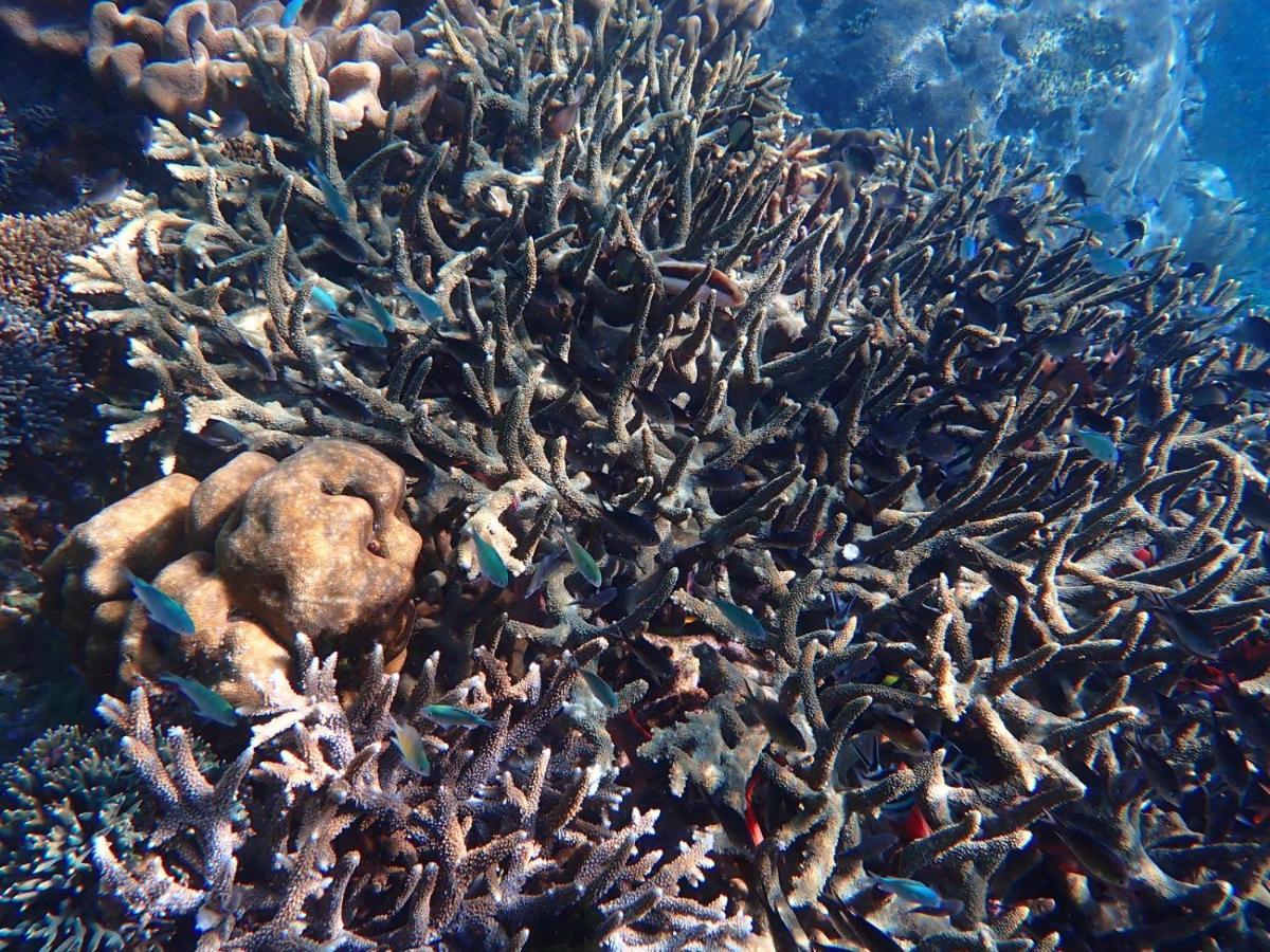 Amoryg And Dive Raja Ampat *