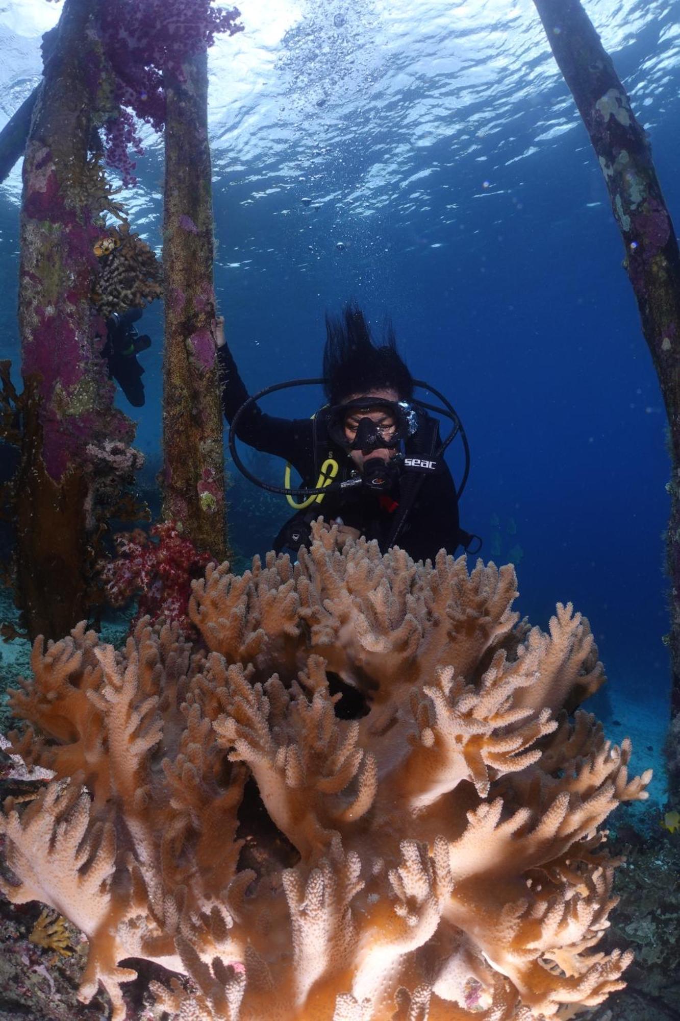 Amoryg And Dive Raja Ampat * Pulau Mansuar