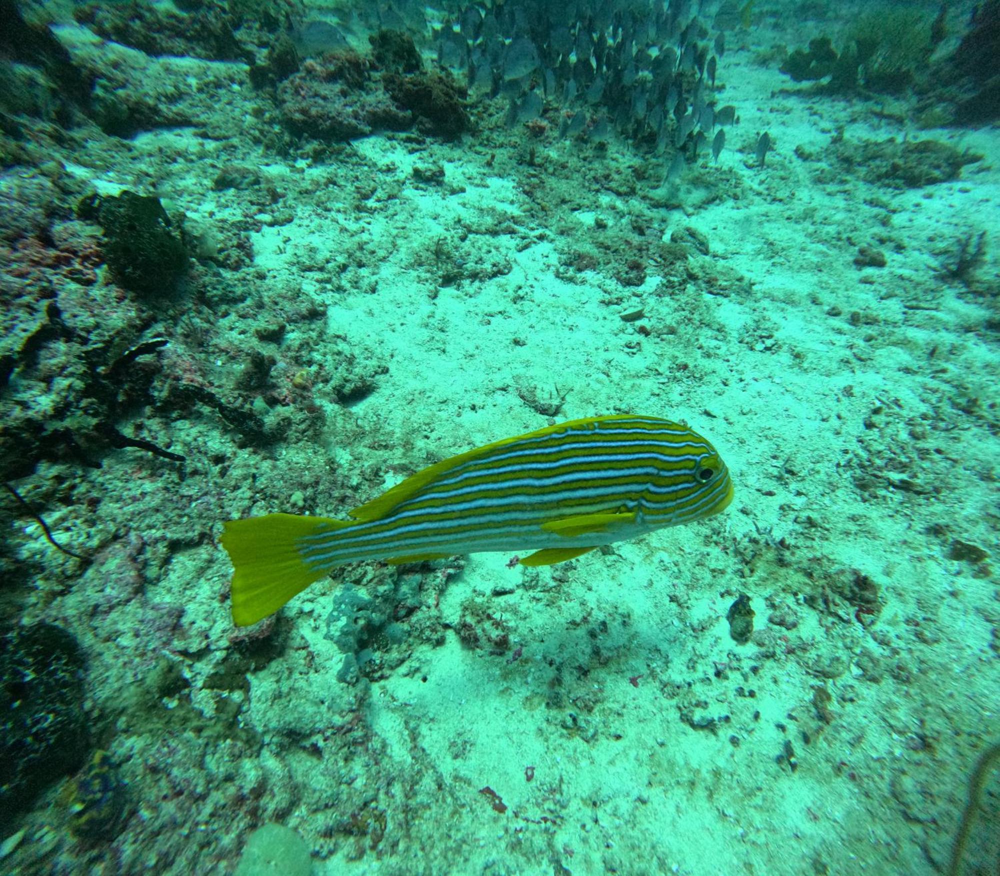 Amoryg And Dive Raja Ampat *