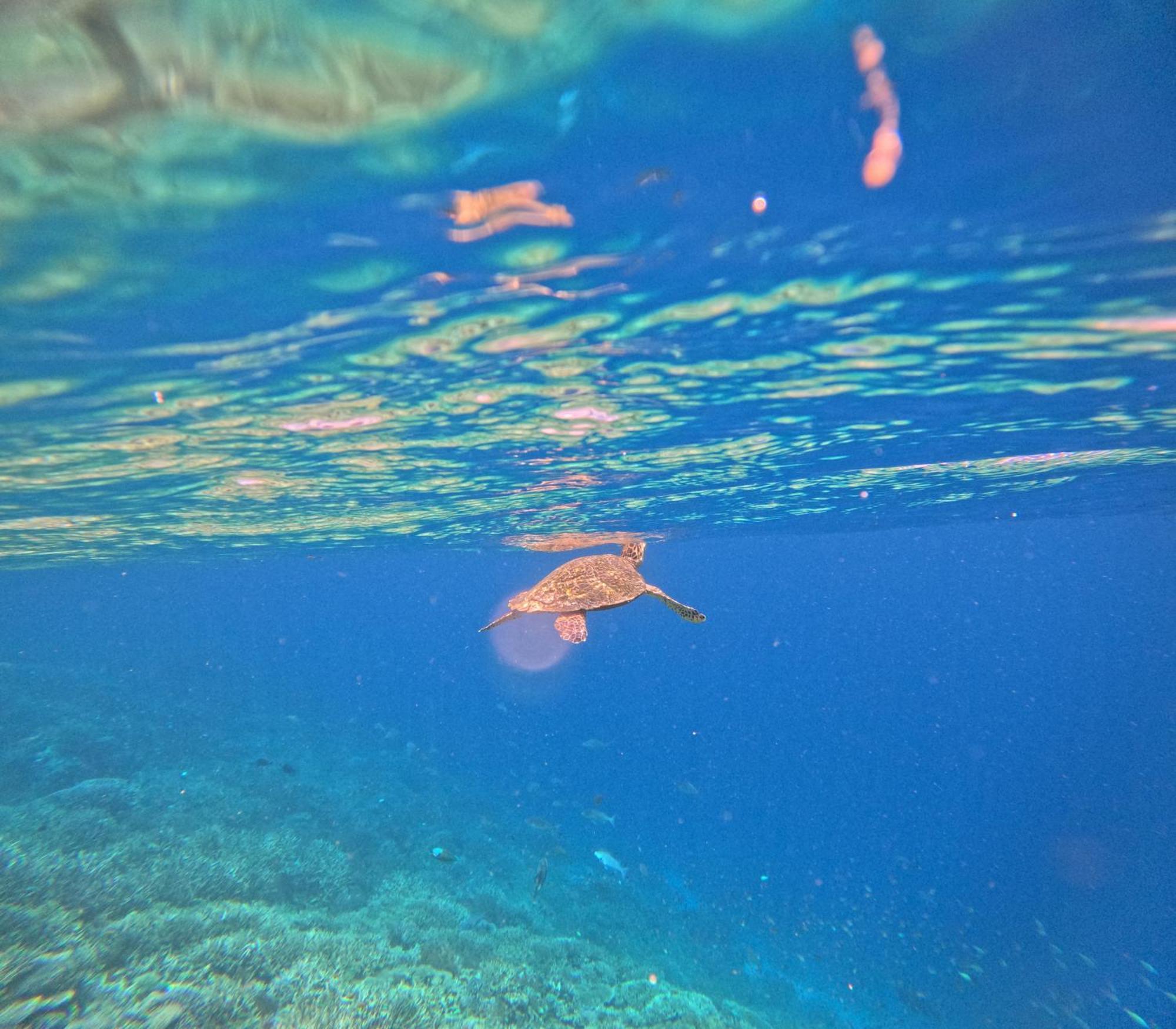 Amoryg And Dive Raja Ampat Pulau Mansuar