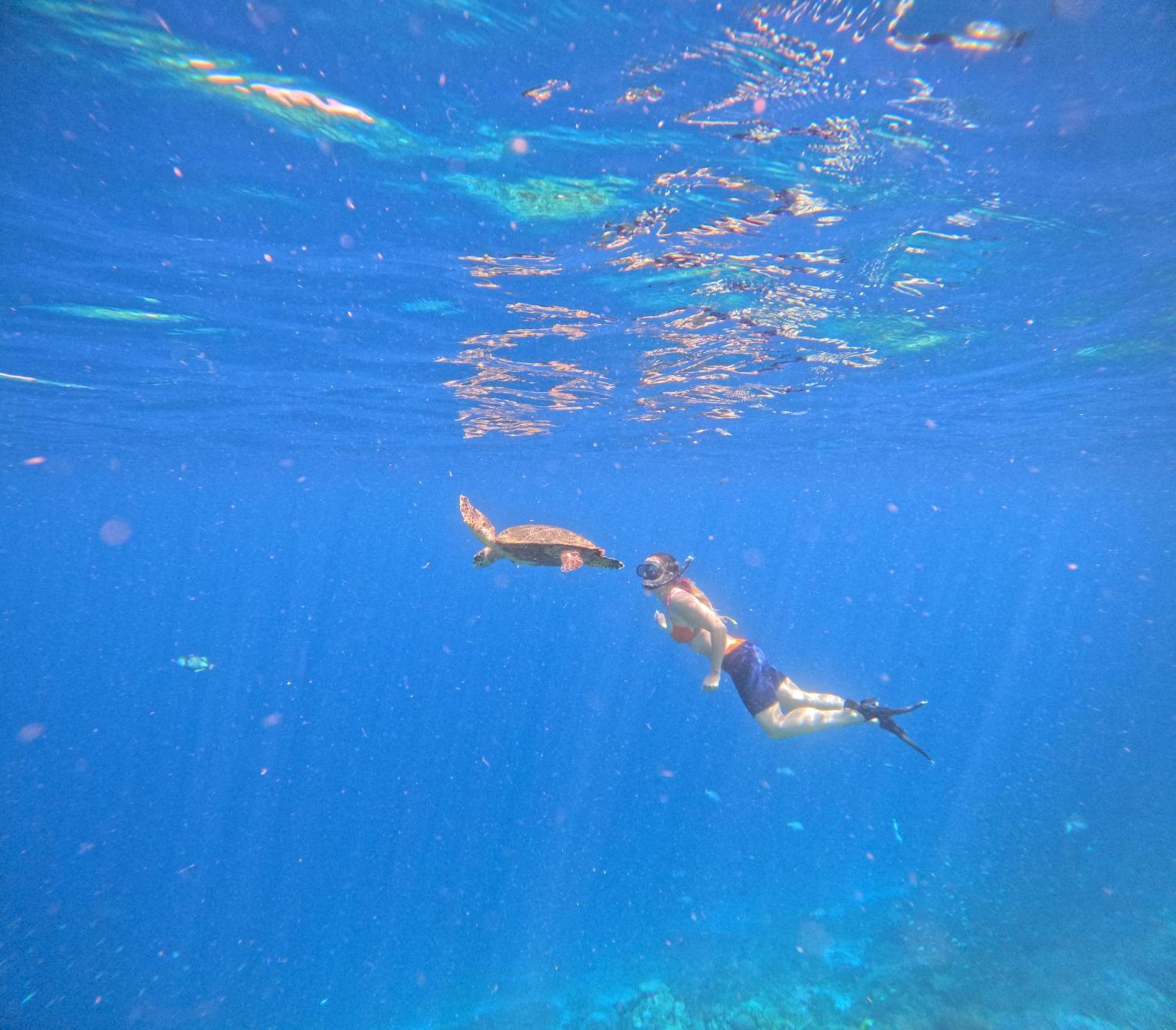Amoryg And Dive Raja Ampat