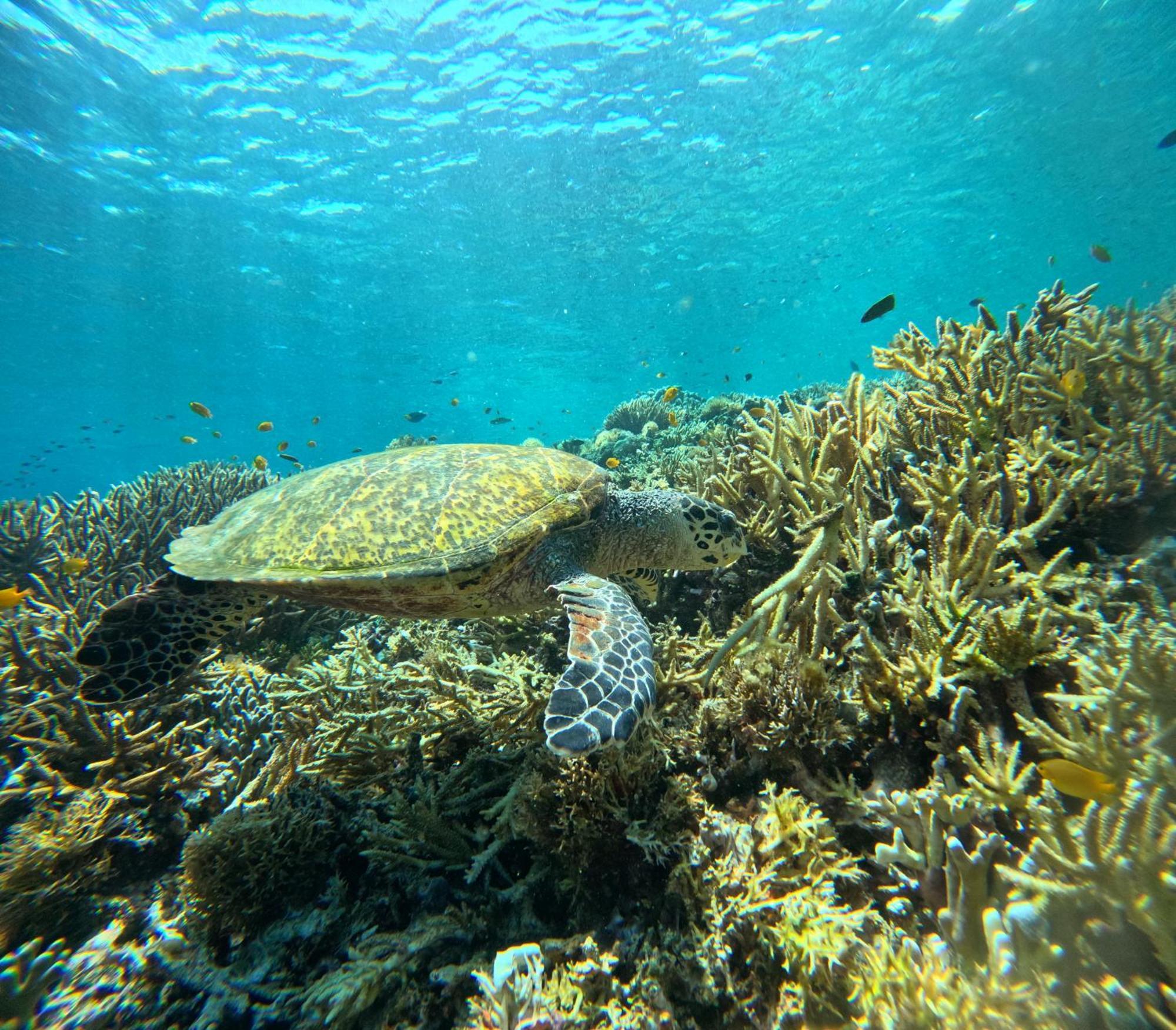 Guest house Amoryg And Dive Raja Ampat *
