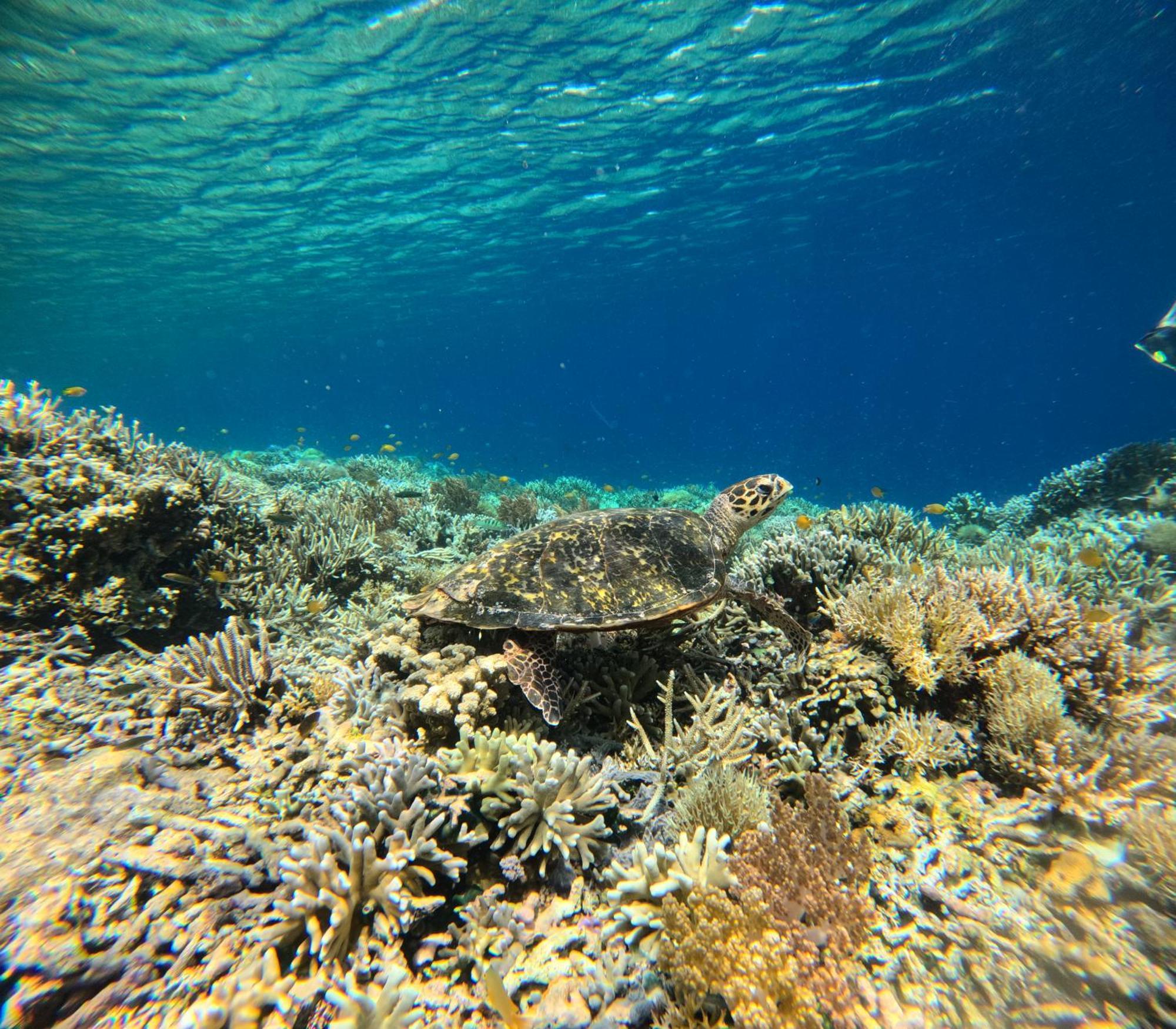 Guest house Amoryg And Dive Raja Ampat